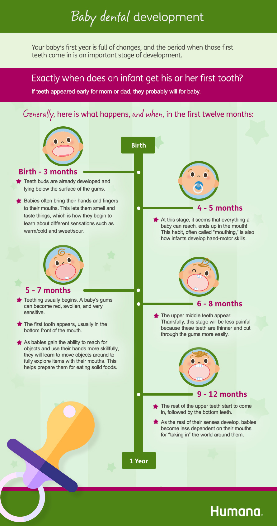 Infographic baby teeth