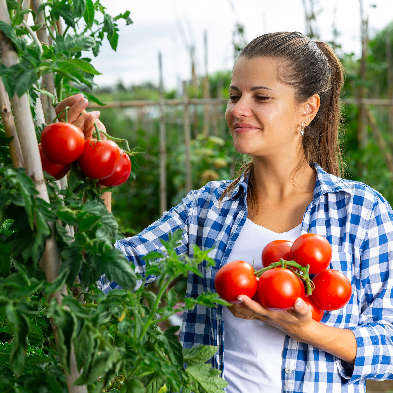 A woman picks fresh tomatoes from the vine.